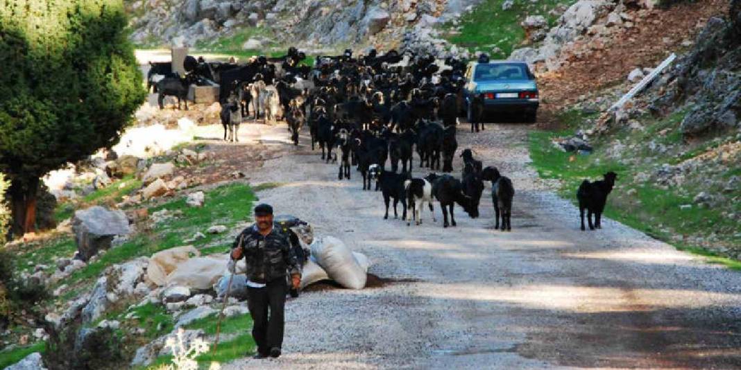 Mayıs ayında sürüyle çıktılar, şimdi rotalarını ters yöne çevirdiler! Yörüklerin dönüş hikayesi başladı: Kış resmen geldi 1
